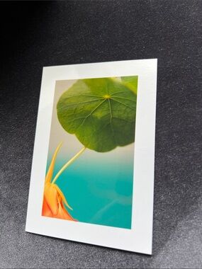 Nasturtium Art Print